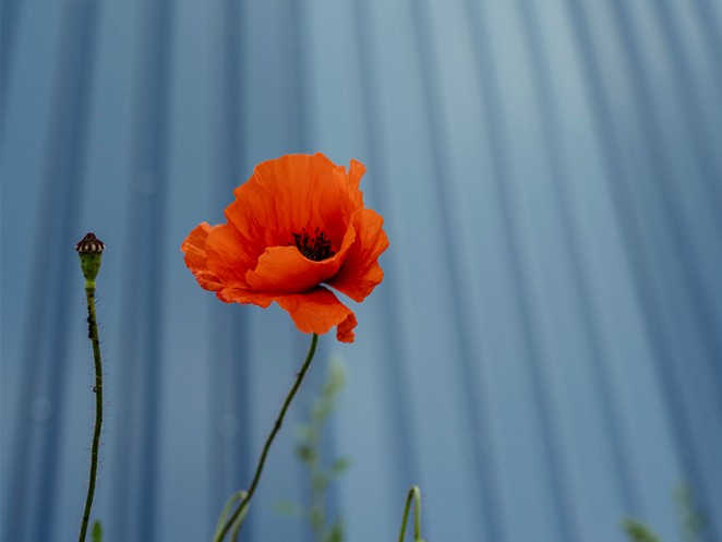 Mohnblume vor Fassade Mohnblume vor Fassade