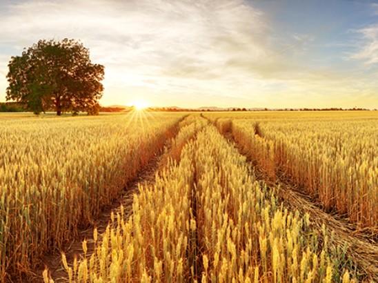 Converter lime Converter lime